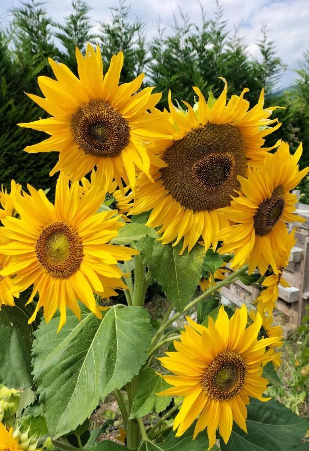 I Girasoli Санзено Екстериор снимка
