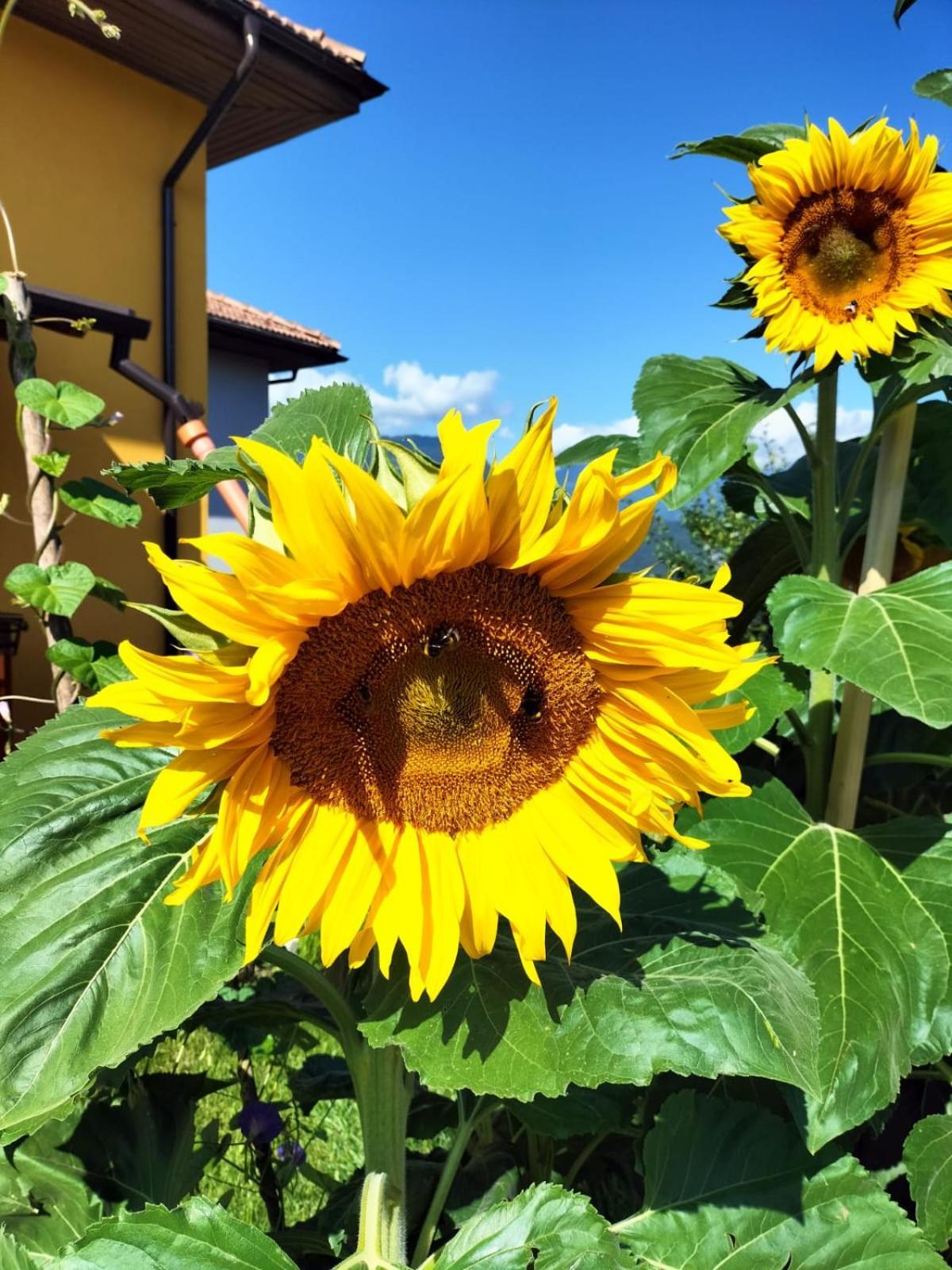 I Girasoli Санзено Екстериор снимка